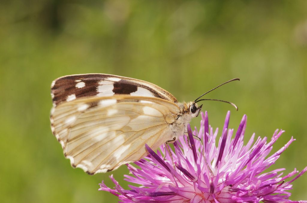 Melanargia galathea decolorata o sottospecie? M. galathea f. leucomelas